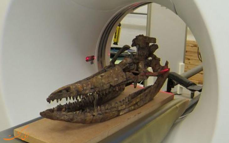 اسرار جمجمه هیولای دریایی، 60 سال پس از کشف آن فاش شد