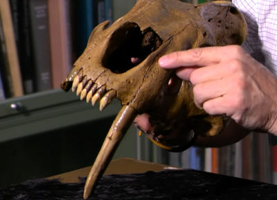 کشف جمجمۀ دندان خنجری 13 هزار ساله در آمریکا