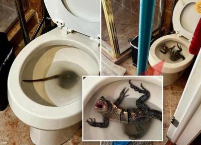 ظاهر شدن ایگوانای ترسناک در چاه توالت!