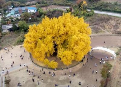 این درخت شگفت انگیز 860 سال قدمت دارد، عکس